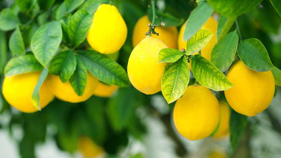 عسل مرکبات-زرین عسل فاخر