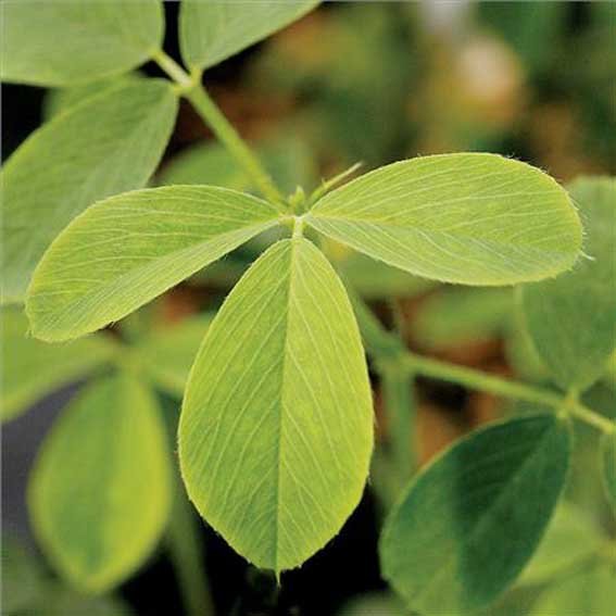 عکس گیاه‌یونجه