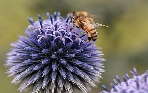 عسل قنقال-زرین عسل فاخر