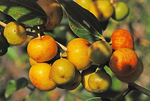 عسل‌کنار-زرین عسل‌فاخر