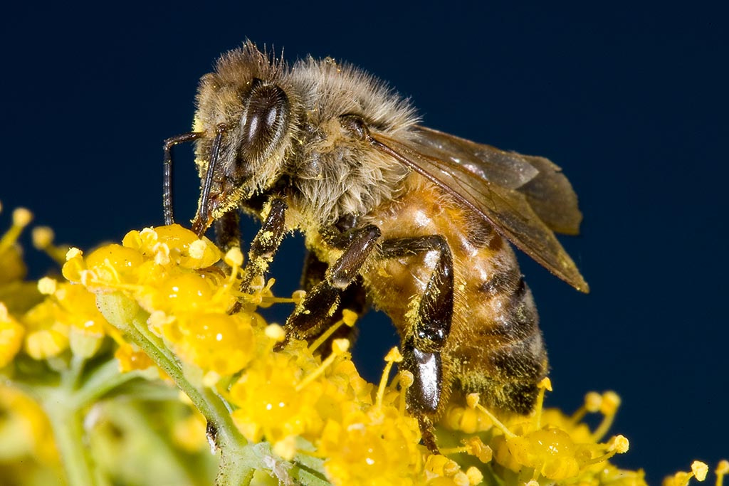 عسل رازیانه-زرینعسلفاخر