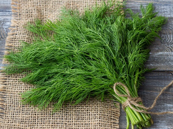 خواص‌عسل‌شوید-زرین‌عسل‌فاخر